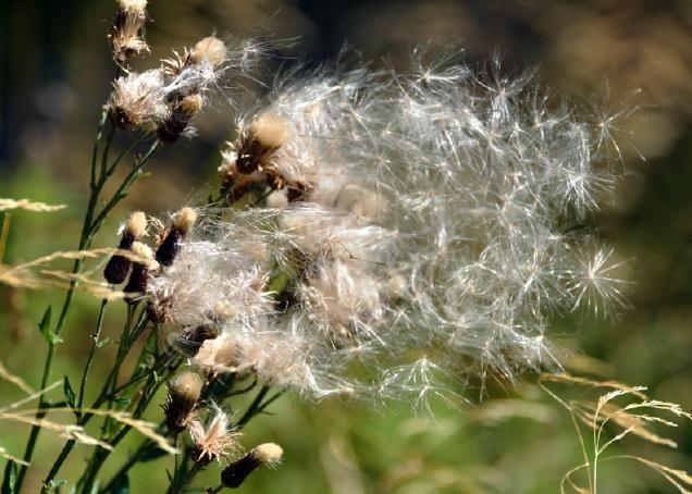 Giocare con le specie della nostra Flora